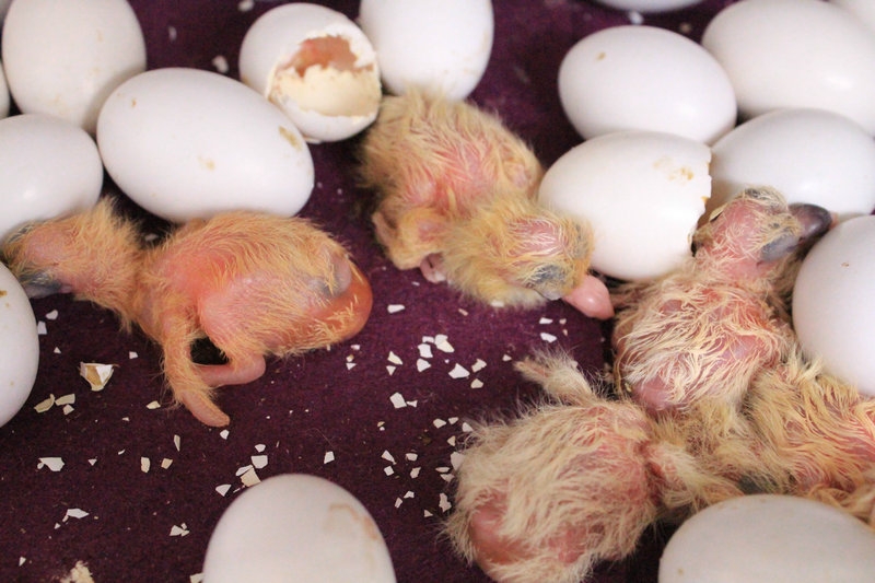 产蛋鸽管理和饲养技术