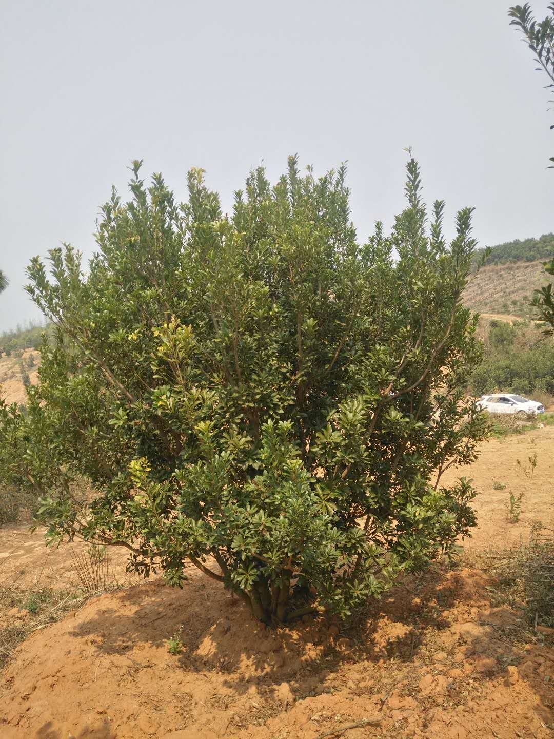 昆明杨梅种植基地为大家说下杨梅的形态特征