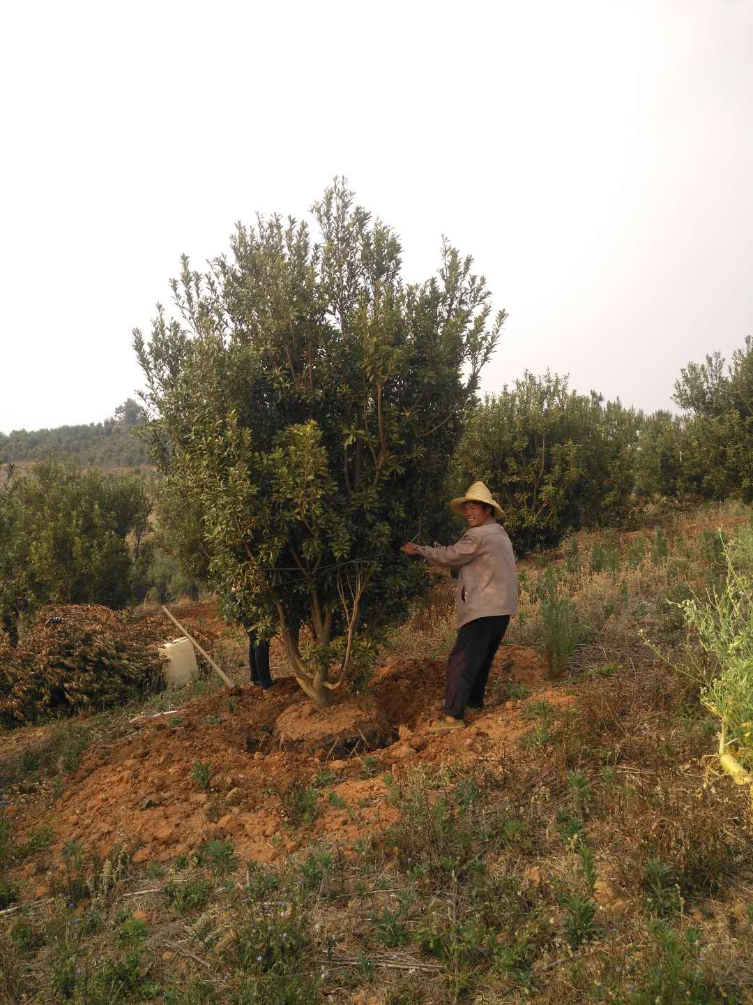 云南绿化杨梅树为您说则新闻：路旁景观杨梅树 刚刚挂果就遭遇了这样的事…… 