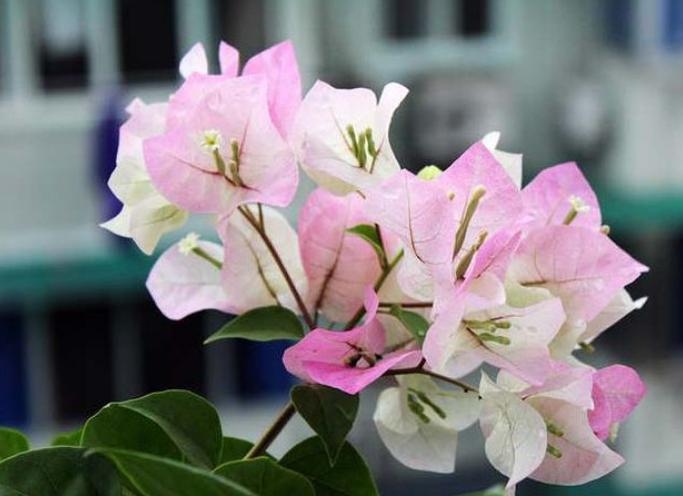 三角梅的6大勤花品种，轻松养到花满枝！