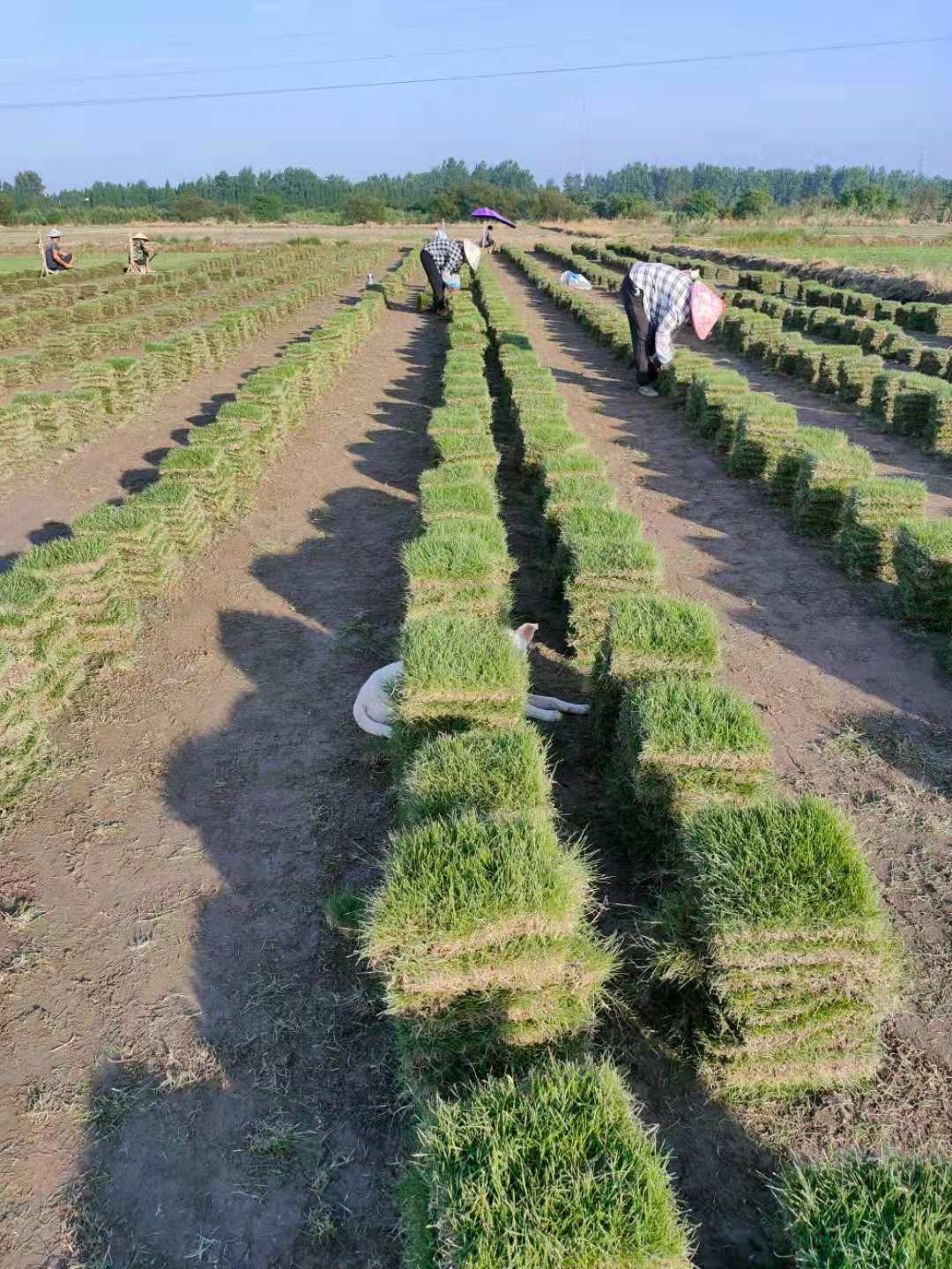 预防草坪生长青苔有哪些方面