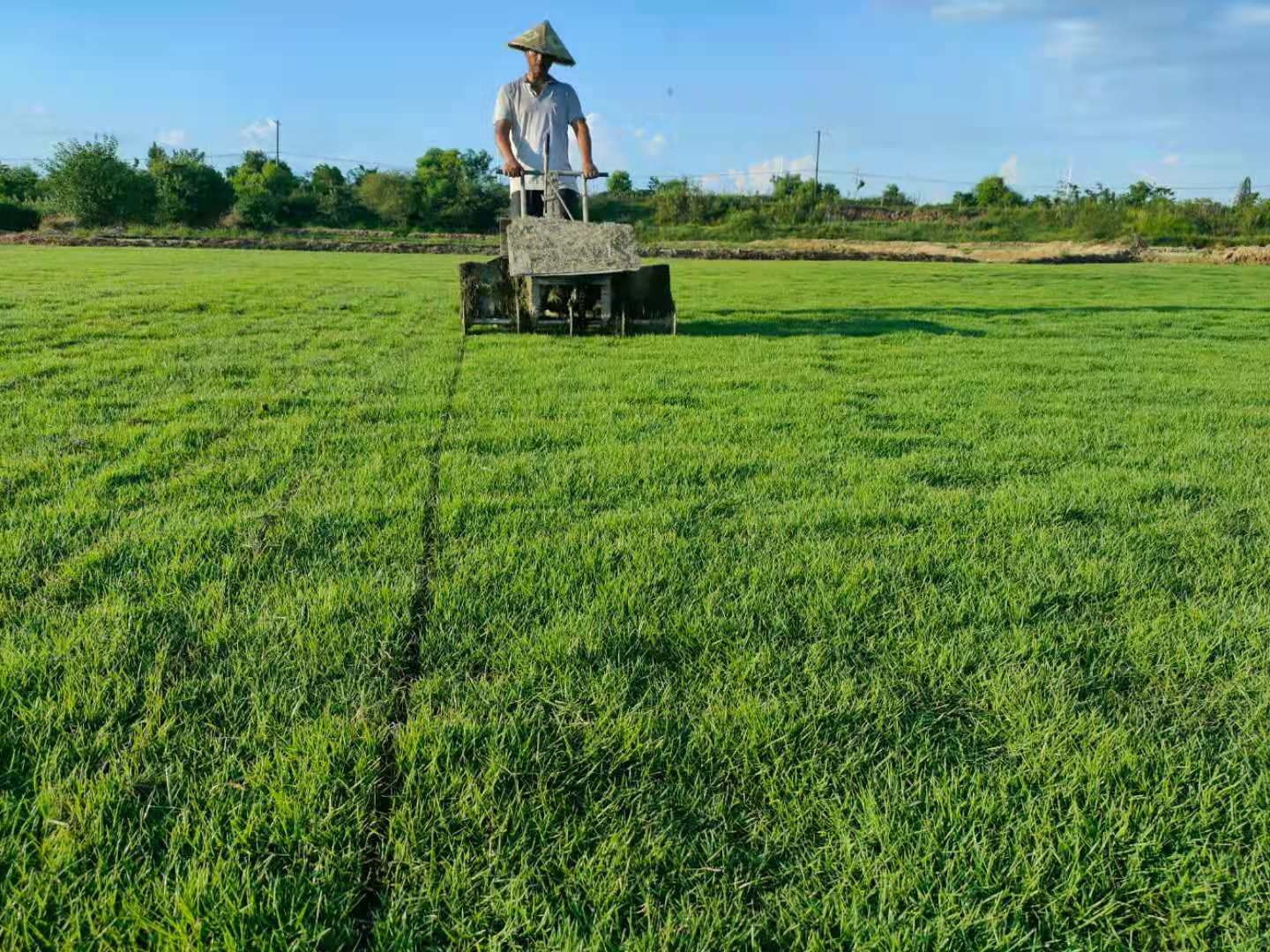 种植草皮需要哪些条件