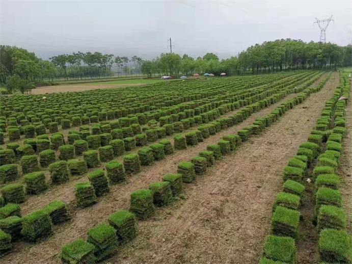 人造草坪与种植草坪的区别