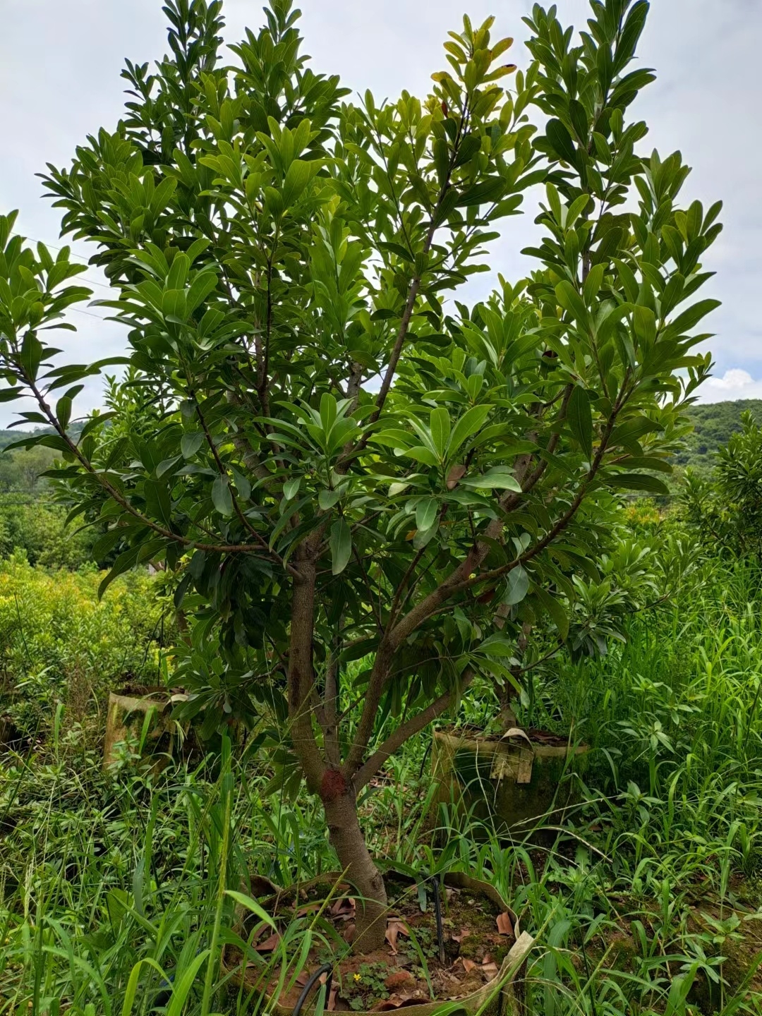 杨梅树栽培技术，种植几年能结果？