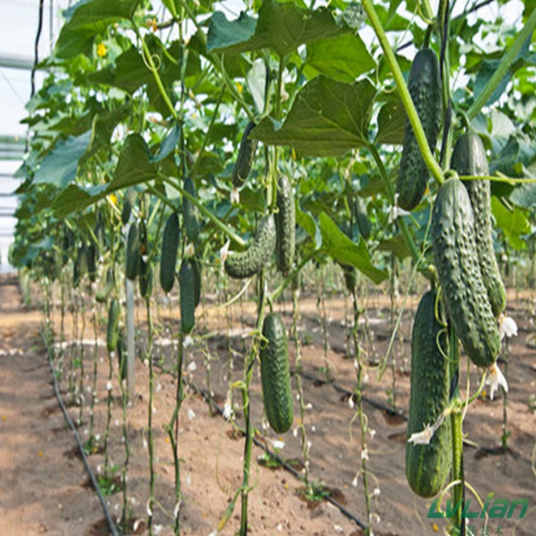 温室大棚黄瓜栽培技术