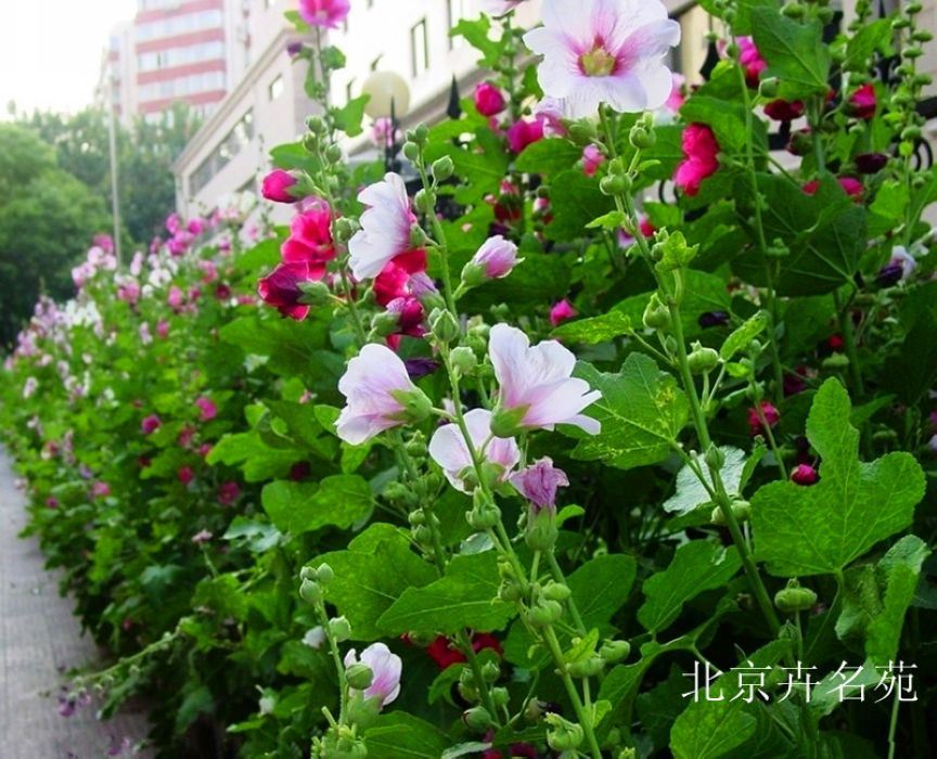 北京市卉名苑苗木销售中心