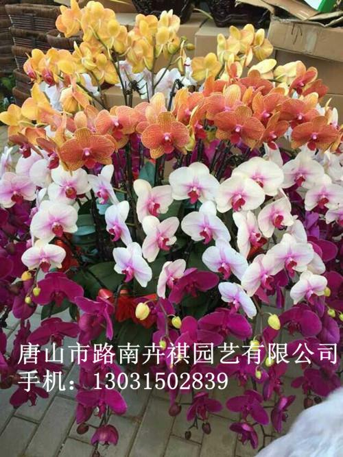 唐山花卉市场