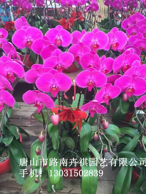 唐山花卉销售