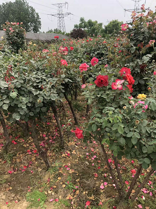 云南高杆月季种植基地