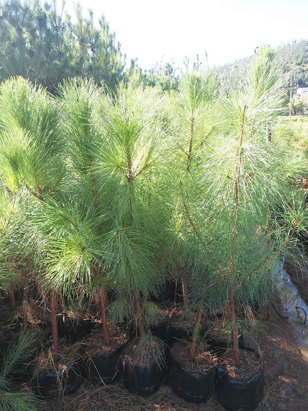 昆明湿地松种植基地