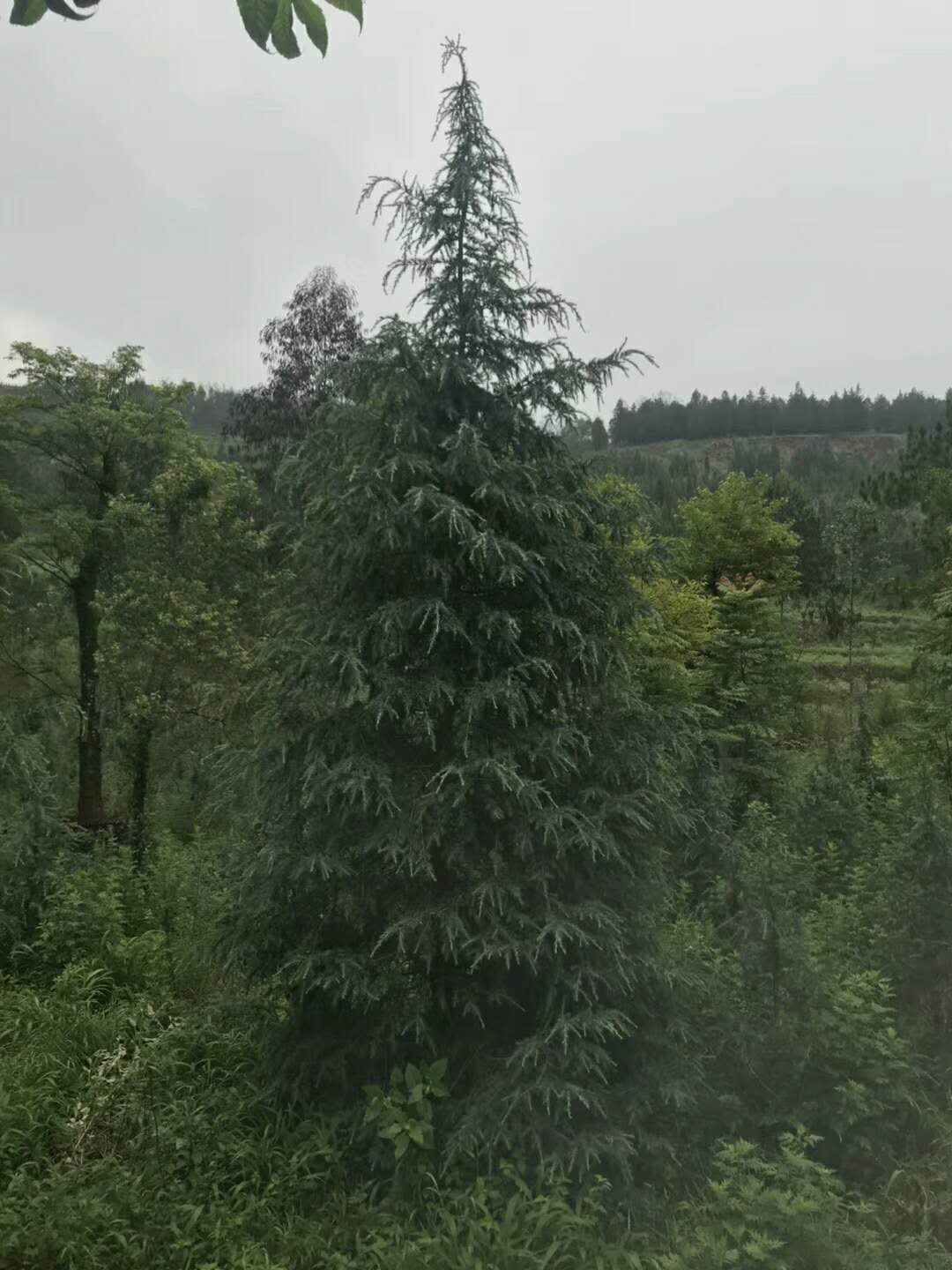 昆明雪松种植基地