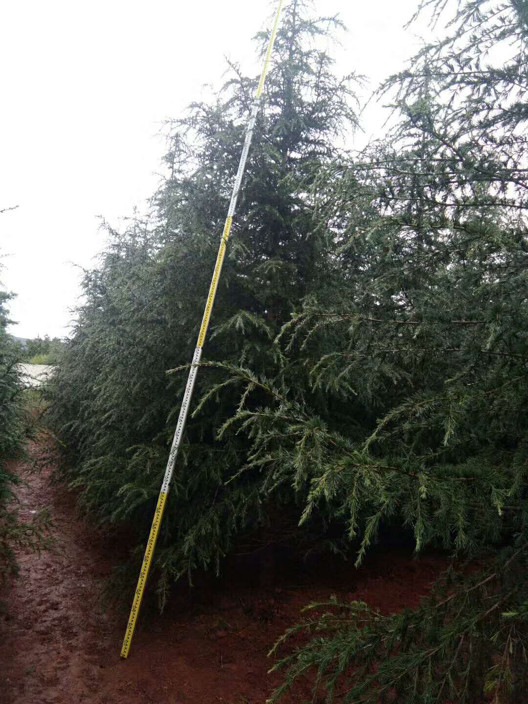 云南雪松种植基地