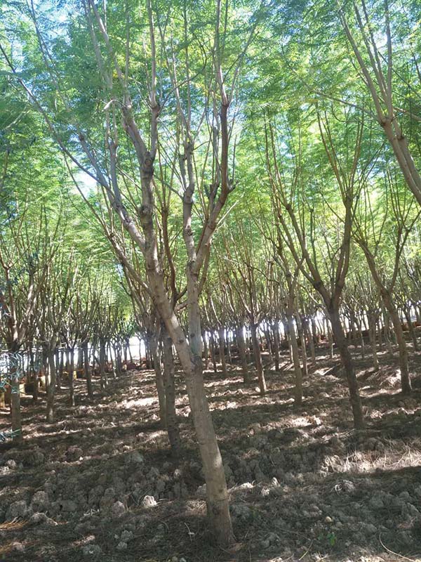 昆明蓝花楹种植基地