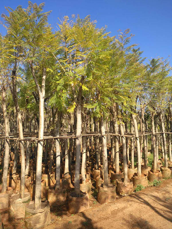 云南蓝花楹种植基地